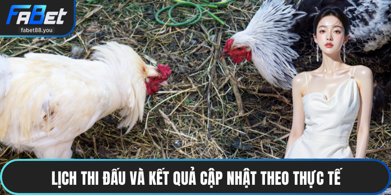 Đá Gà FABET – Sân Chơi Chọi Kê Trực Tuyến Uy Tín 2026